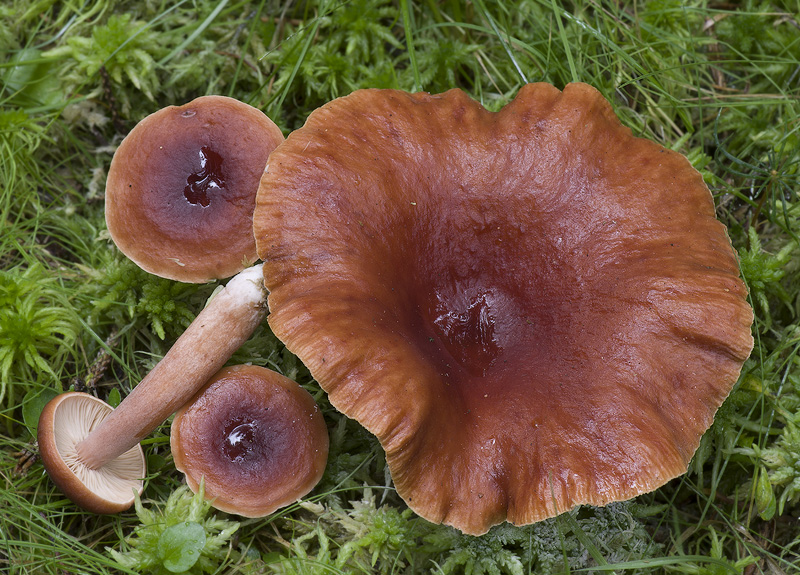 Lactarius sphagneti